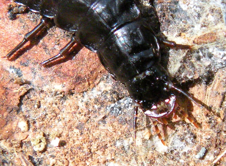 Larva di Silphidae? No, Carabus depressus